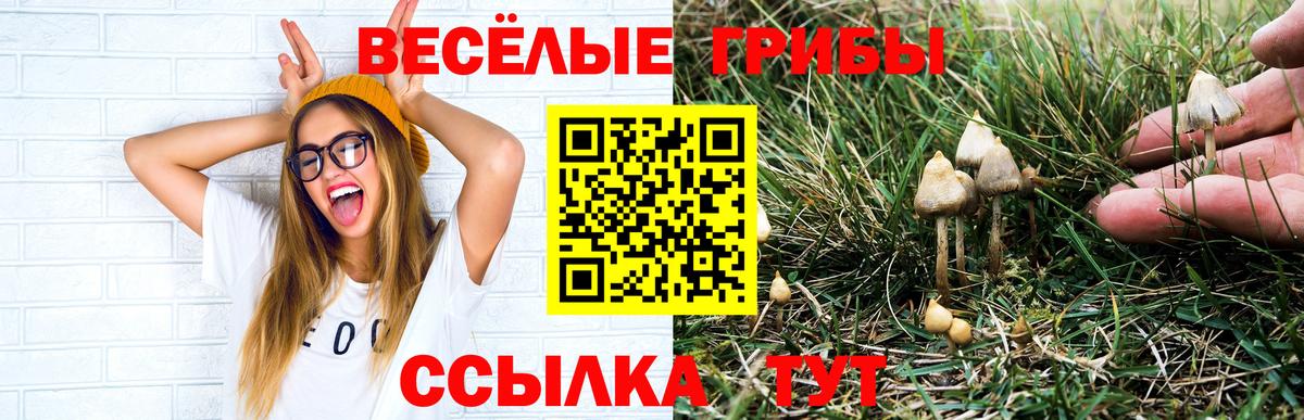 Галлюциногенные грибы прущие грибы Геленджик